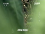 地理中国 《地理中国》 20160212 山河春色·洞中“龙”影