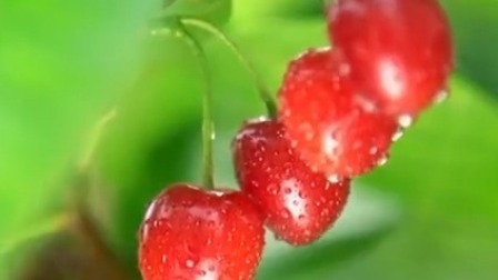 与梦想合拍 玛瑙红樱桃 美满“樱缘”