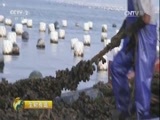 生财有道 《生财有道》 20160830 生态中国系列（沿海行）——走进舟山群岛