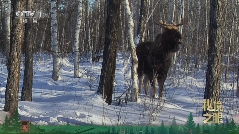 《秘境之眼》 驼鹿 20260318