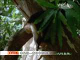 人与自然 人与自然 2010年 第7期 2010-12-09