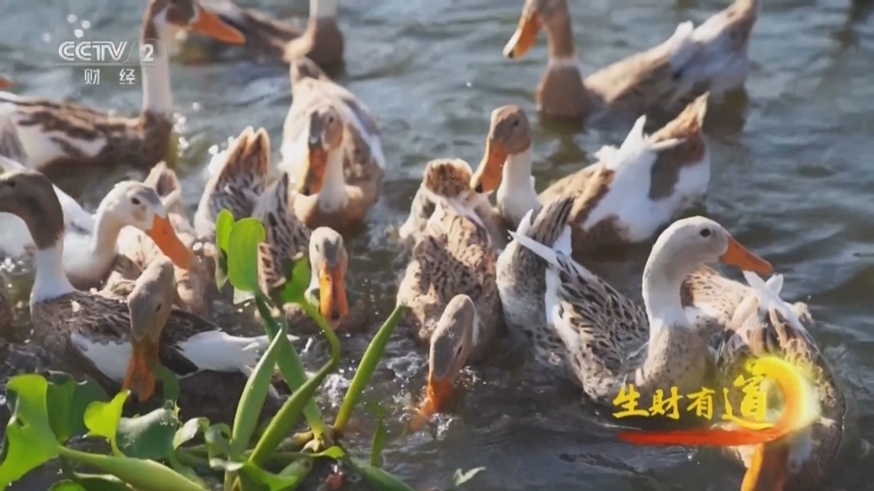 生财有道 《生财有道》 20240813 茭鸭共生特色财