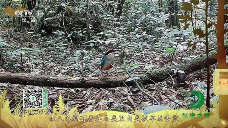 秘境之眼 《秘境之眼》 仙八色鸫 20220810