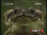 《自然传奇》 20121203 探秘神奇动物（1）
