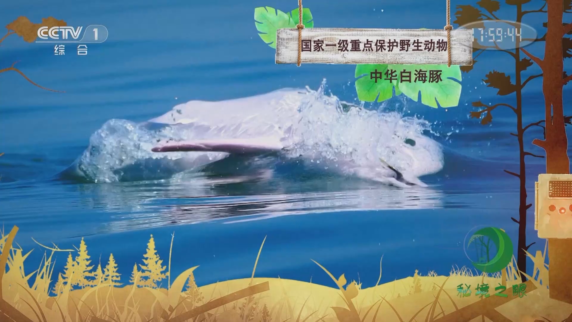 秘境之眼 《秘境之眼》 中华白海豚 20230816