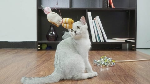 举起爪儿来 自制趣味逗猫棒