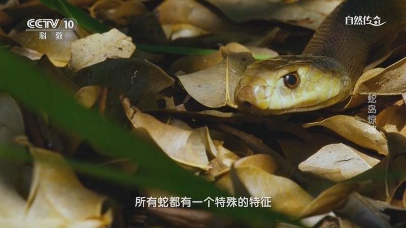 自然传奇 《自然传奇》 20240115 蛇岛惊魂