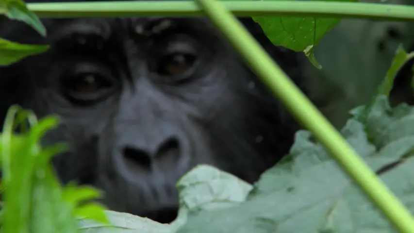 《大型动物手术》第2集
