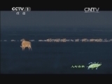 人与自然 《人与自然》 20140420 自然故事 夜袭者-鬣狗传奇