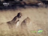 人与自然 《人与自然》 20150820 自然故事：猎豹母亲（上）