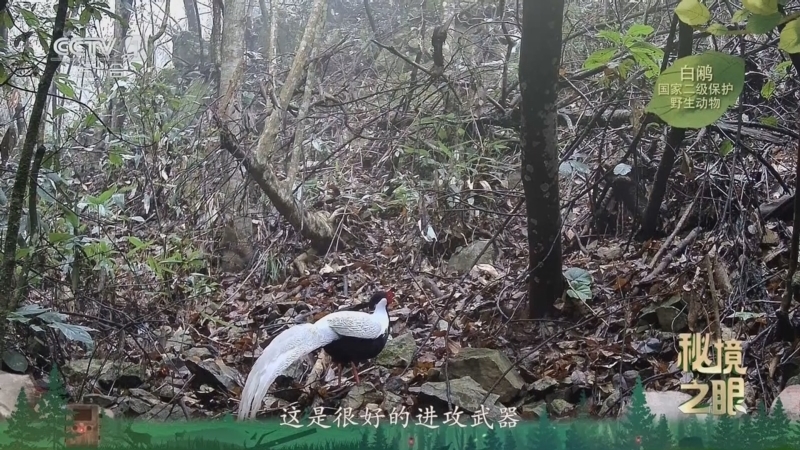 《秘境之眼》 白鹇 20260113