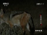 动物世界 《动物世界》 20170609 胡狼奋斗史