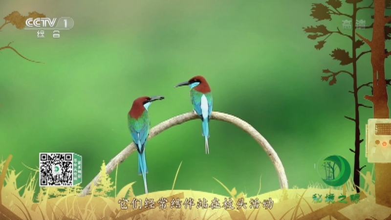 《秘境之眼》 蓝喉蜂虎 20210724