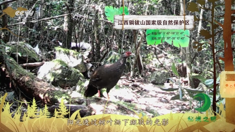 《秘境之眼》 白鹇 20210810