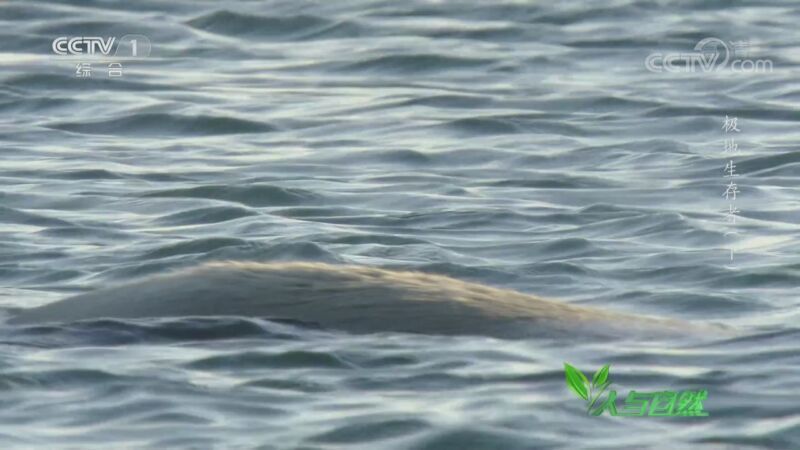 人与自然 《人与自然》 20201027 极地生存者（下）