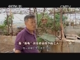 致富经 《致富经》 20150203 靠“臭龟”改变命运的下岗工人