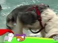 狗狗日记 第161天 游泳特训班