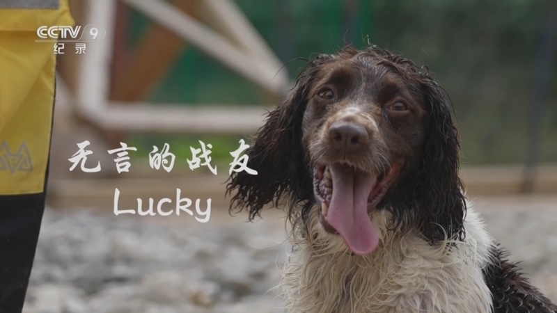 《春天的故事》 第9集 无言的战友Lucky