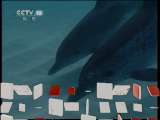 自然传奇 自然传奇 2011年 第42期 揭秘动物行为（八）