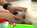 狗狗日记 第130天 刷牙才健康