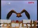 自然传奇 动物战场（五）[自然传奇] 20120209