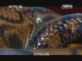 自然传奇 《自然传奇》 20141211 蛇之奇观