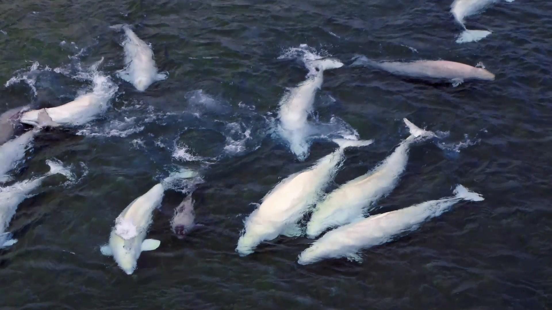 鲸的秘密 第3集