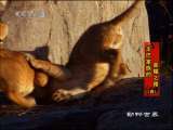 动物世界 动物世界 2010年 第68期