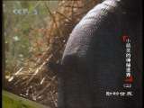 动物世界 动物世界 2010年 第81期