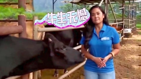 那头牛请放开那妹子