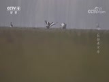《特别呈现》 20180625 寂静黄河滩