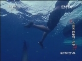 动物世界 《动物世界》 20130102 自然界的哈利·波特 （一）