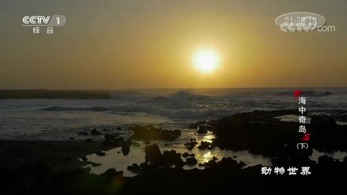 动物世界 《动物世界》 20200628 海中奇岛（下）