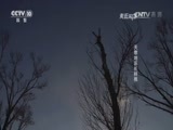 走近科学 《走近科学》 20170123 天寒地冻长鲜桃