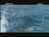 动物世界 《动物世界》 20141124 海岛历险记（六）