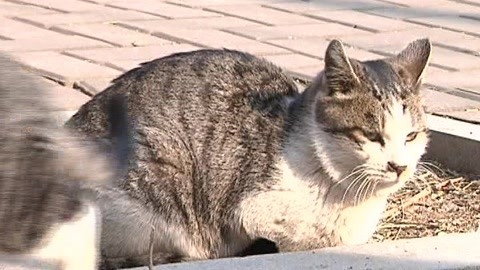 城市直通车 大连校园新增可爱猫舍