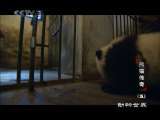 动物世界 动物世界 熊猫传奇 （五）