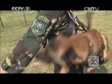 军事纪实 《军事纪实》 20150529 超级军犬驯导员
