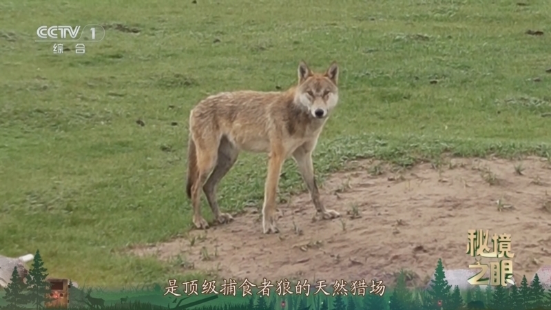 秘境之眼 《秘境之眼》 狼 20251124