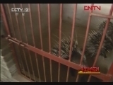 生财有道 《生财有道》 20120217 豪猪铺就财富路