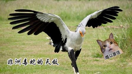 聊斋怪谈 蛇鹫有多强吃起毒蛇一点不嘴软还能击倒猎豹