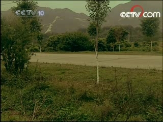 走近科学 蜂狂的秘密