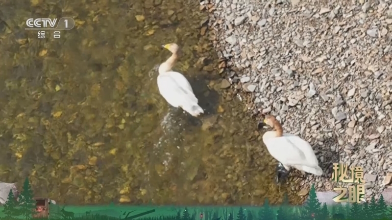 《秘境之眼》 大天鹅 20260305