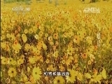地理中国 《地理中国》 20131207 追蜂行动 （上）