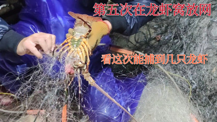 南澳岛赶海日记 第五次在龙虾窝放网，幸运眷顾