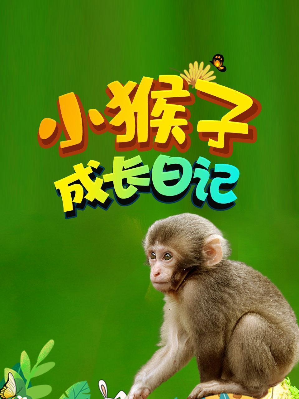 小猴子成长日记