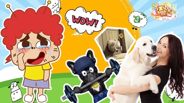 囧闻一箩筐 胖子的忧伤  萌宠不减肥的悲惨下场【囧闻一箩筐】
