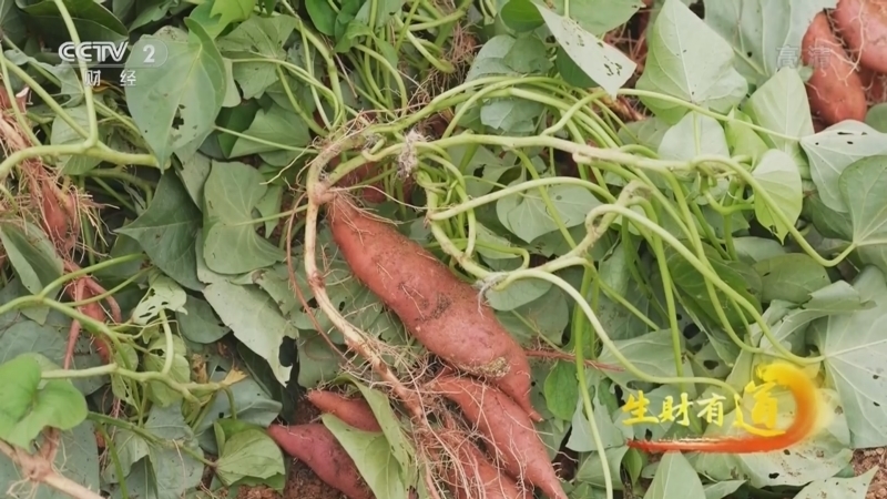 生财有道 《生财有道》 20221110 咱们家乡有特产——浙江遂昌：山高风物美 老翁成主播