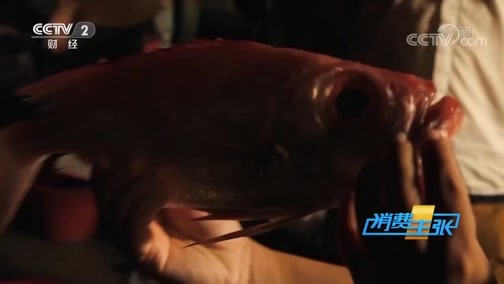消费主张 《消费主张》 20200424 应季美食之旅：海鱼诱惑