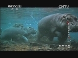动物世界 《动物世界》 20141024 不好惹的大块头（三）